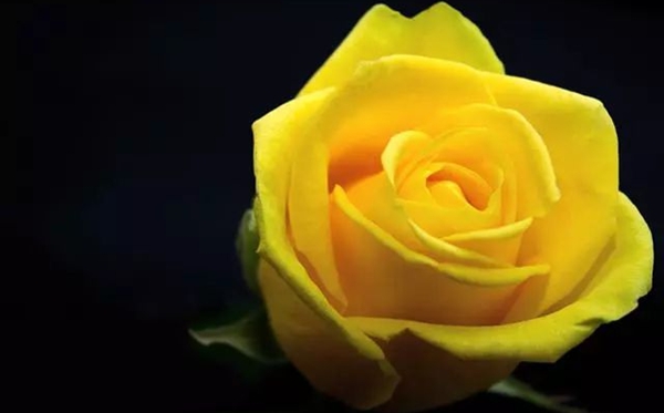 玫瑰花的花语大全,玫瑰花语每朵代表甚么意思