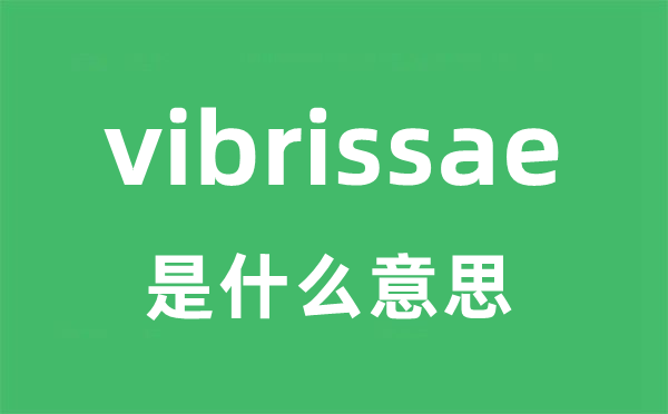 vibrissae是甚么意义