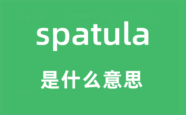 spatula是甚么意义,spatula怎样读,中文翻译是甚么
