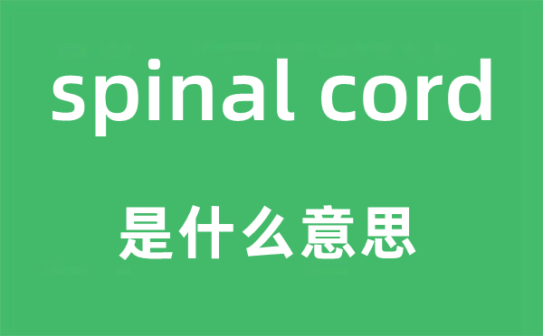 spinal cord是甚么意义,中文翻译是甚么