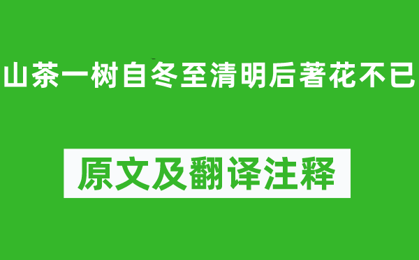 陆游《山茶一树自冬至腐败后著花不已》原文及翻译正文,诗意诠释