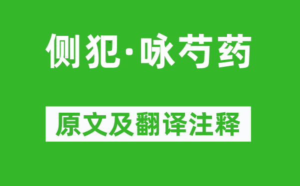 姜夔《侧犯·咏芍药》原文及翻译正文,诗意诠释