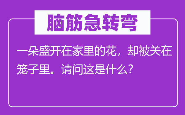 脑子急转弯：一朵怒放在家里的花，却被关在笼子里。叨教这是甚么？