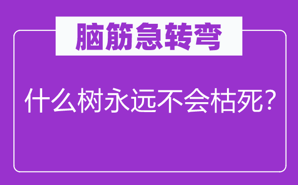 脑子急转弯：甚么树永久不会枯死？
