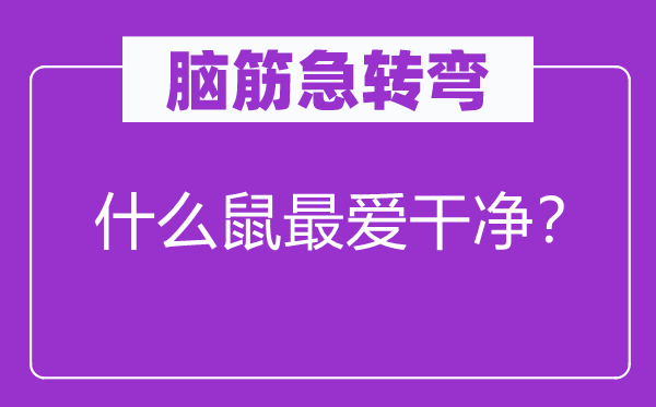 脑子急转弯：甚么鼠最爱清洁？