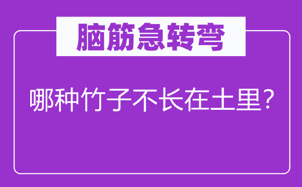 脑子急转弯：哪一种竹子不长在土里？