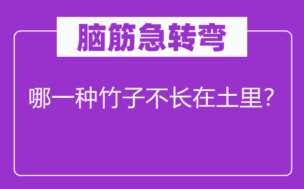 脑子急转弯：哪种竹子不长在土里？