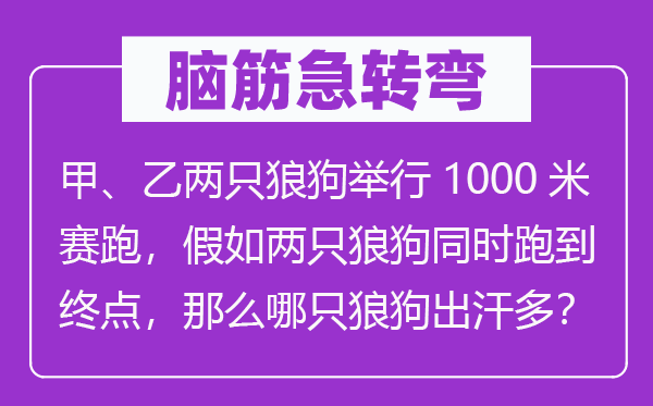 脑子急转弯:甲、乙两只狼狗进行1000米竞走,假设两只狼狗同时跑到起点,那末哪只狼狗出汗多?