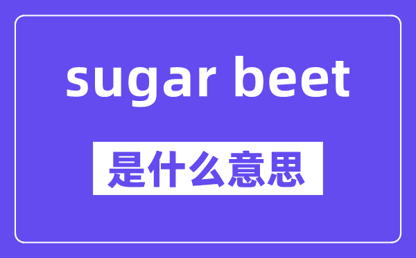 sugar beet是甚么意义,中文翻译是甚么