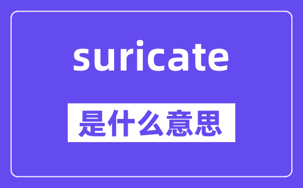 suricate是甚么意义,suricate怎样读,中文翻译是甚么