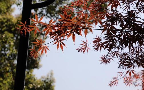 长沙市第十五中学在长沙的排名第几,属于甚么层次？